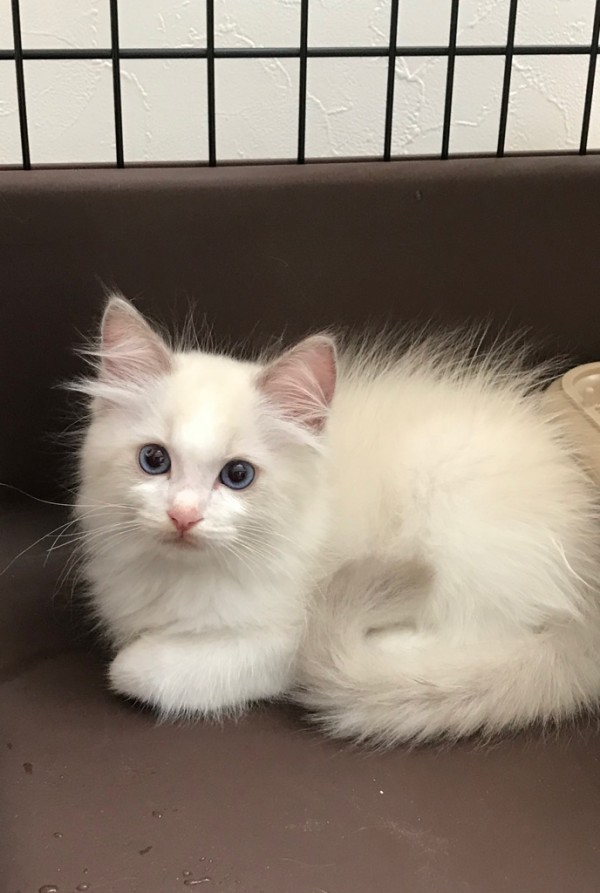 川口市　追加ペット　ペットシッター