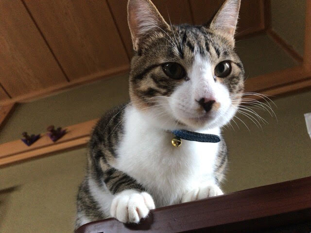 川口市　猫4匹　お世話の様子　ペットシッター