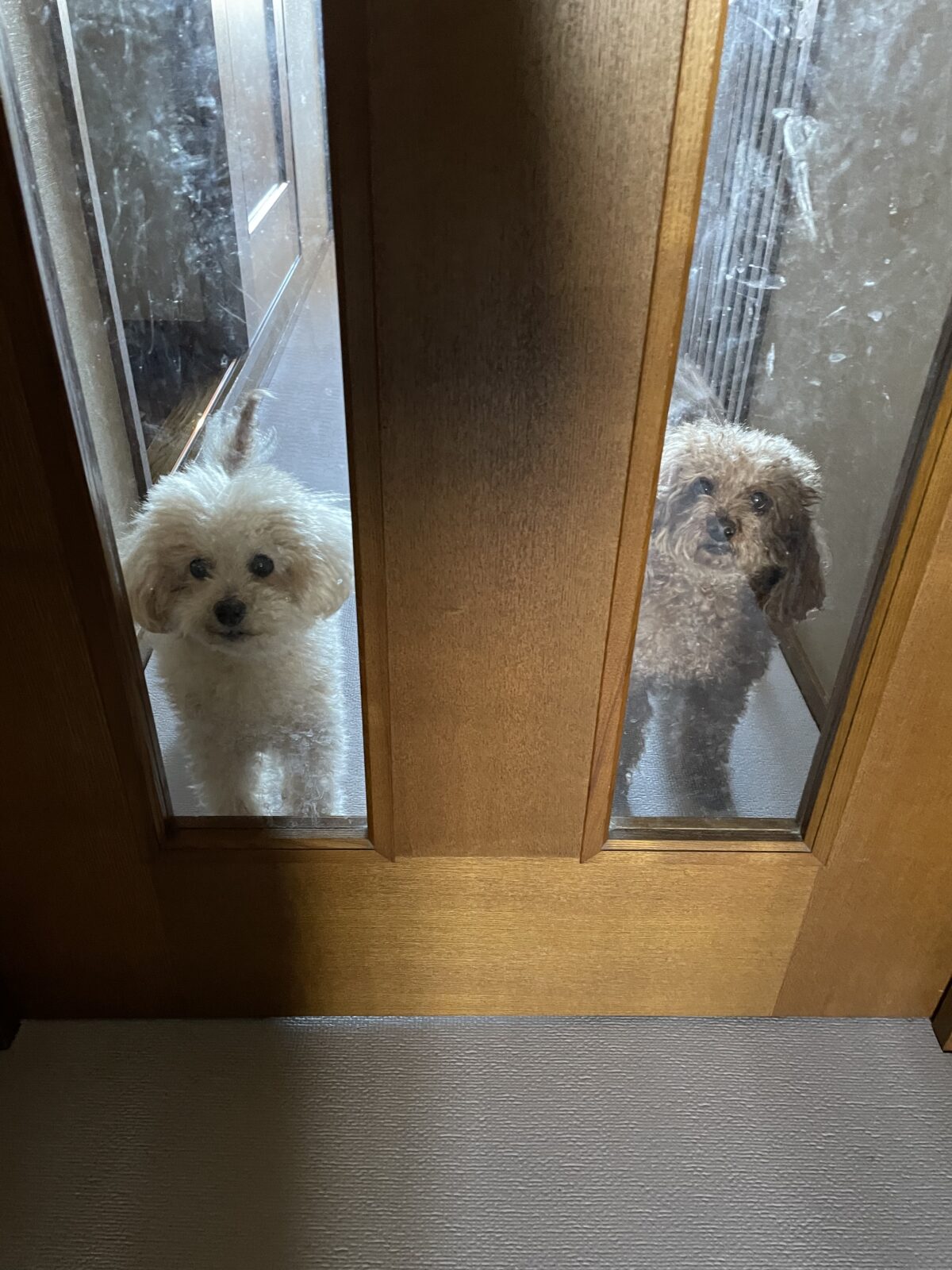 リピート様　習志野市　コナくんラニちゃんお世話報告