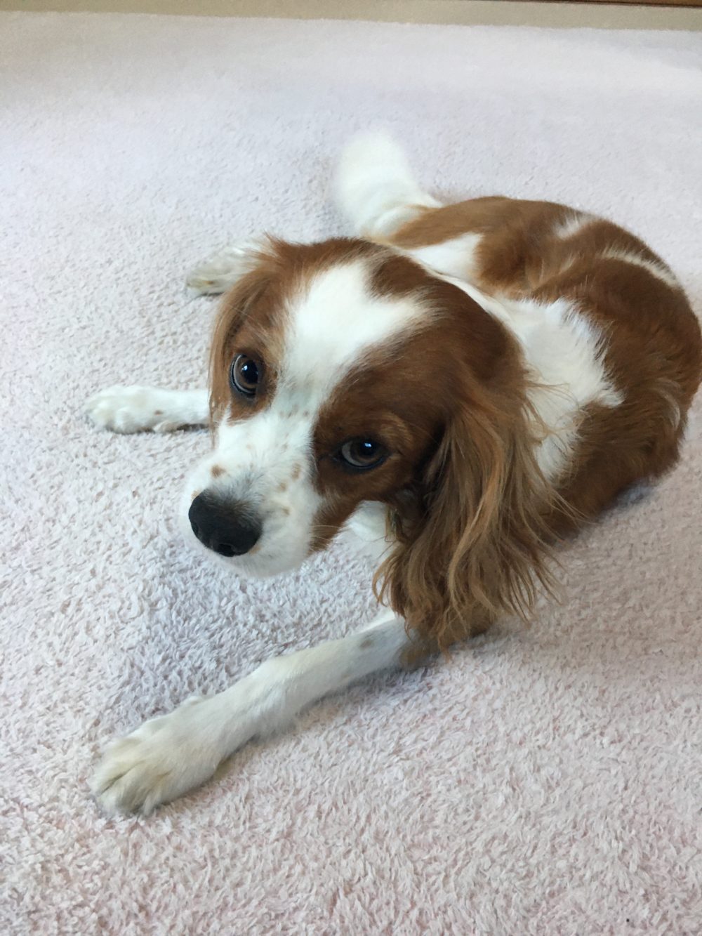 R1.11.15藤枝市キャバリアのグディくん