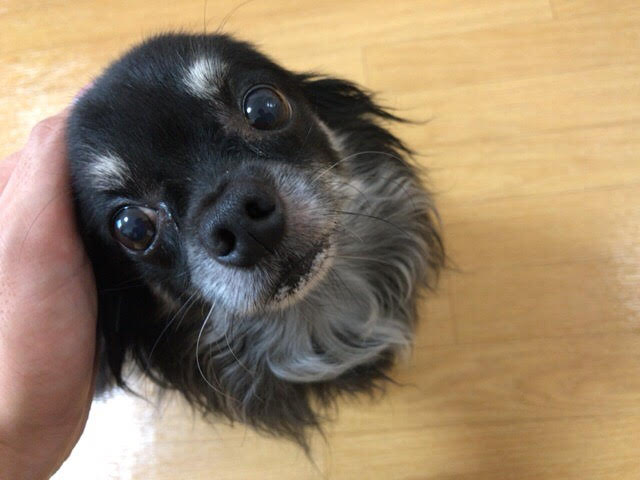 さいたま市緑区　犬3頭　リピート　お世話の様子　ペットシッター