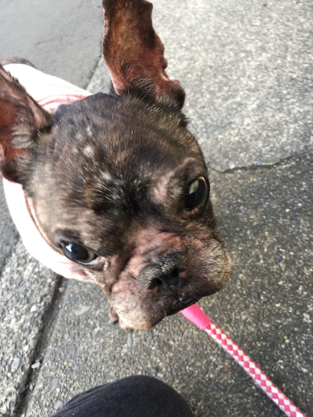 31.3.31〜4.2藤枝市スティッチちゃん(フレンチブルドック)、ラニちゃん(チワワ)のお世話