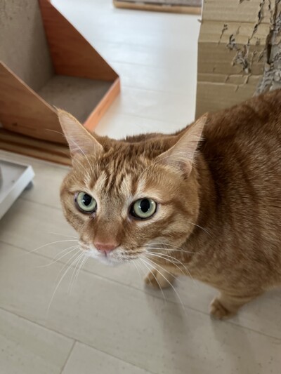 保護猫ちゃんのカウンセリング🐈🐈‍⬛