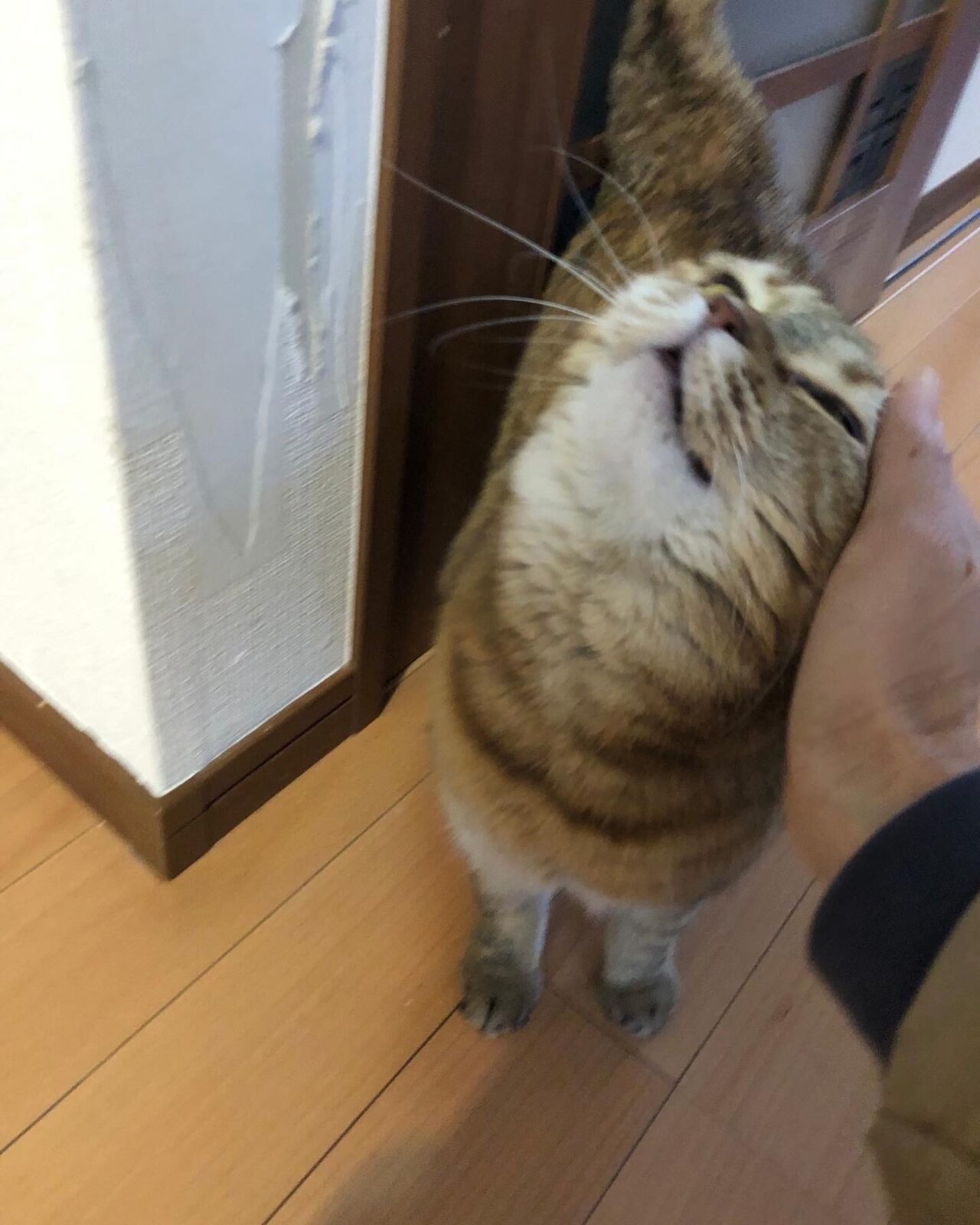 マンチカン キャットシッター 高津区へ