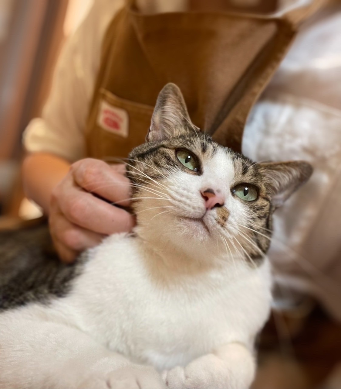 川口市　ゴロウ君、アユム君　お世話の様子　キャットシッター