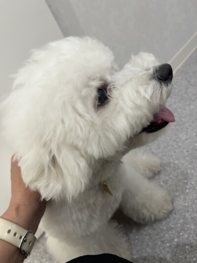 ワンちゃんのカウンセリング🐾🎶