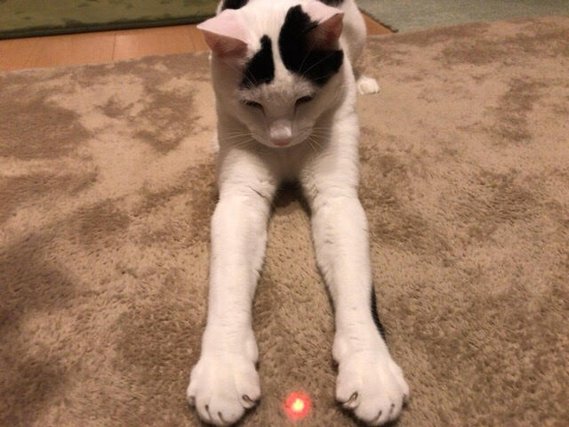 川口市　マロ君、マル君　リピート　ペットシッター