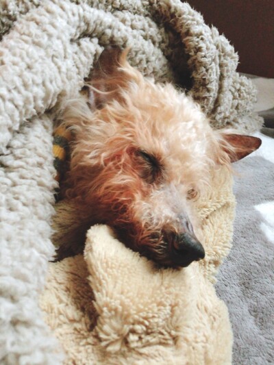 シニア犬のお世話🐩