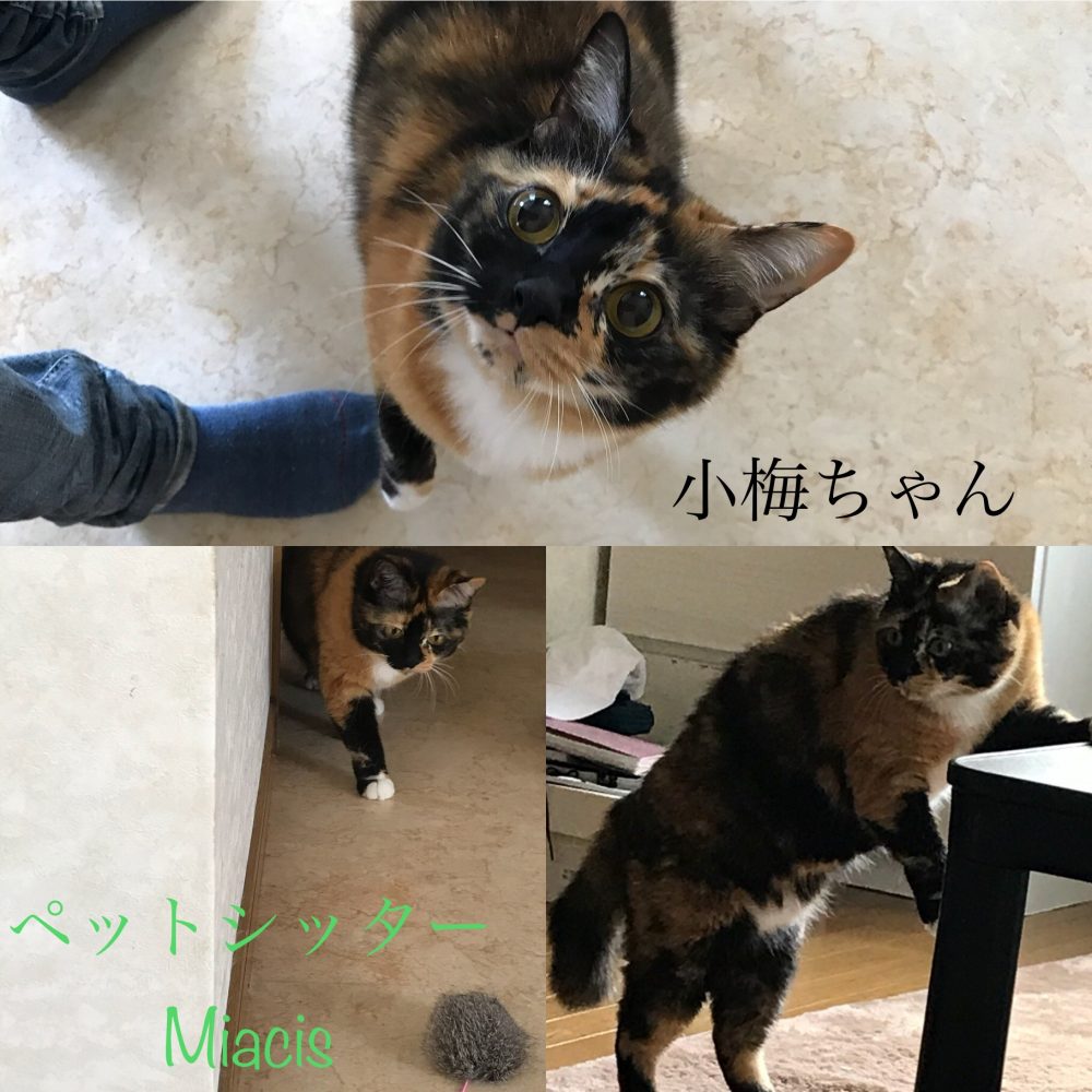 船橋市のねこちゃんとわんちゃん宅にお邪魔致しました。