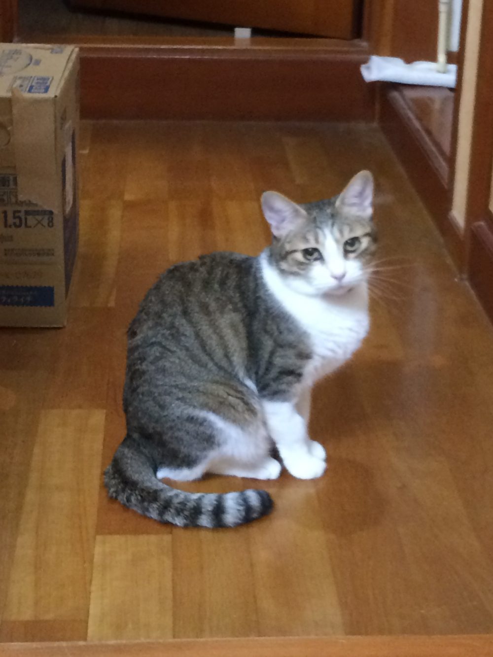 30.9.20島田市のももちゃんすずちゃんのお世話2日目