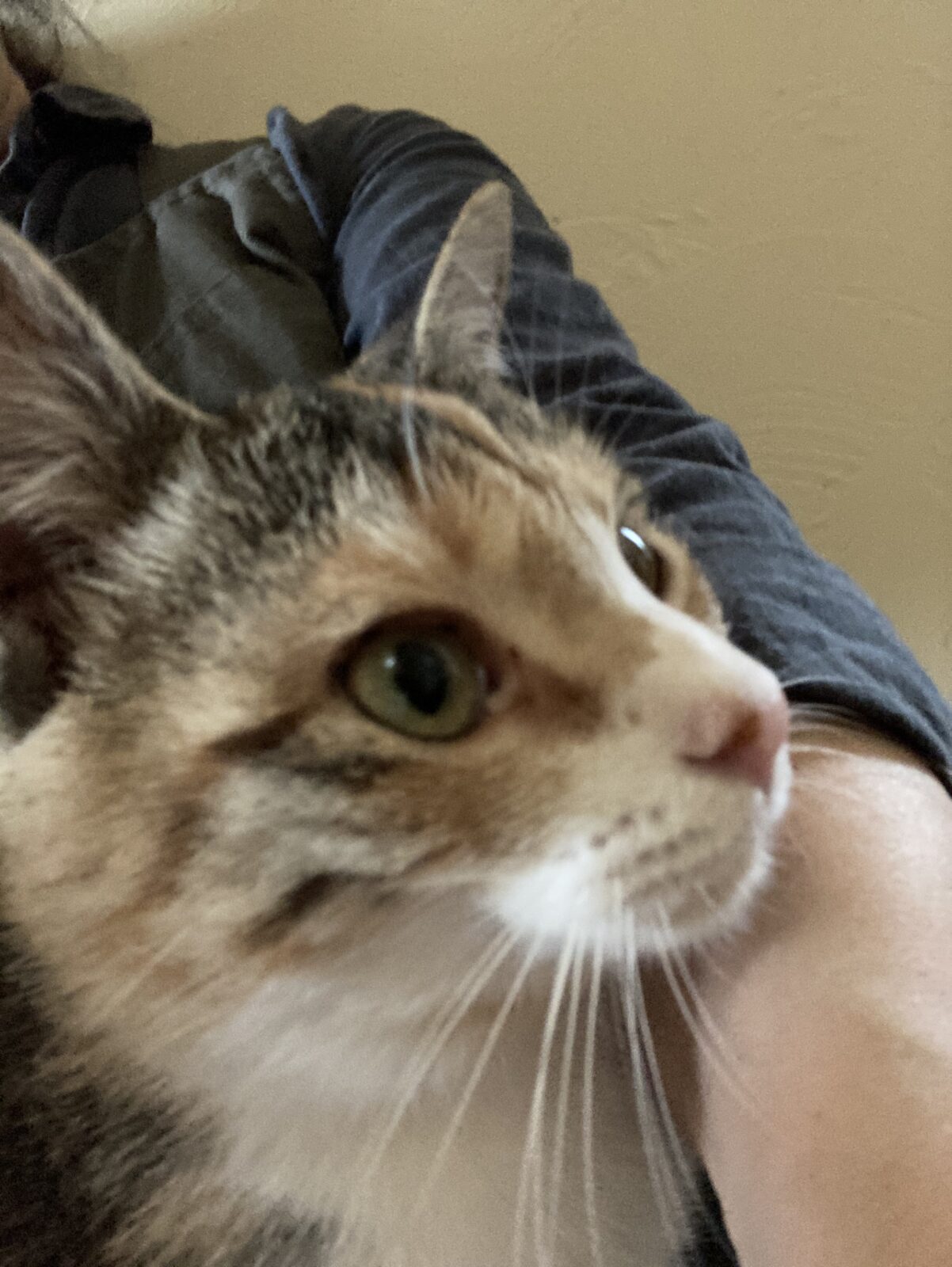 R3.4.25〜27焼津市3にゃんずフクちゃんハナちゃんミオくん