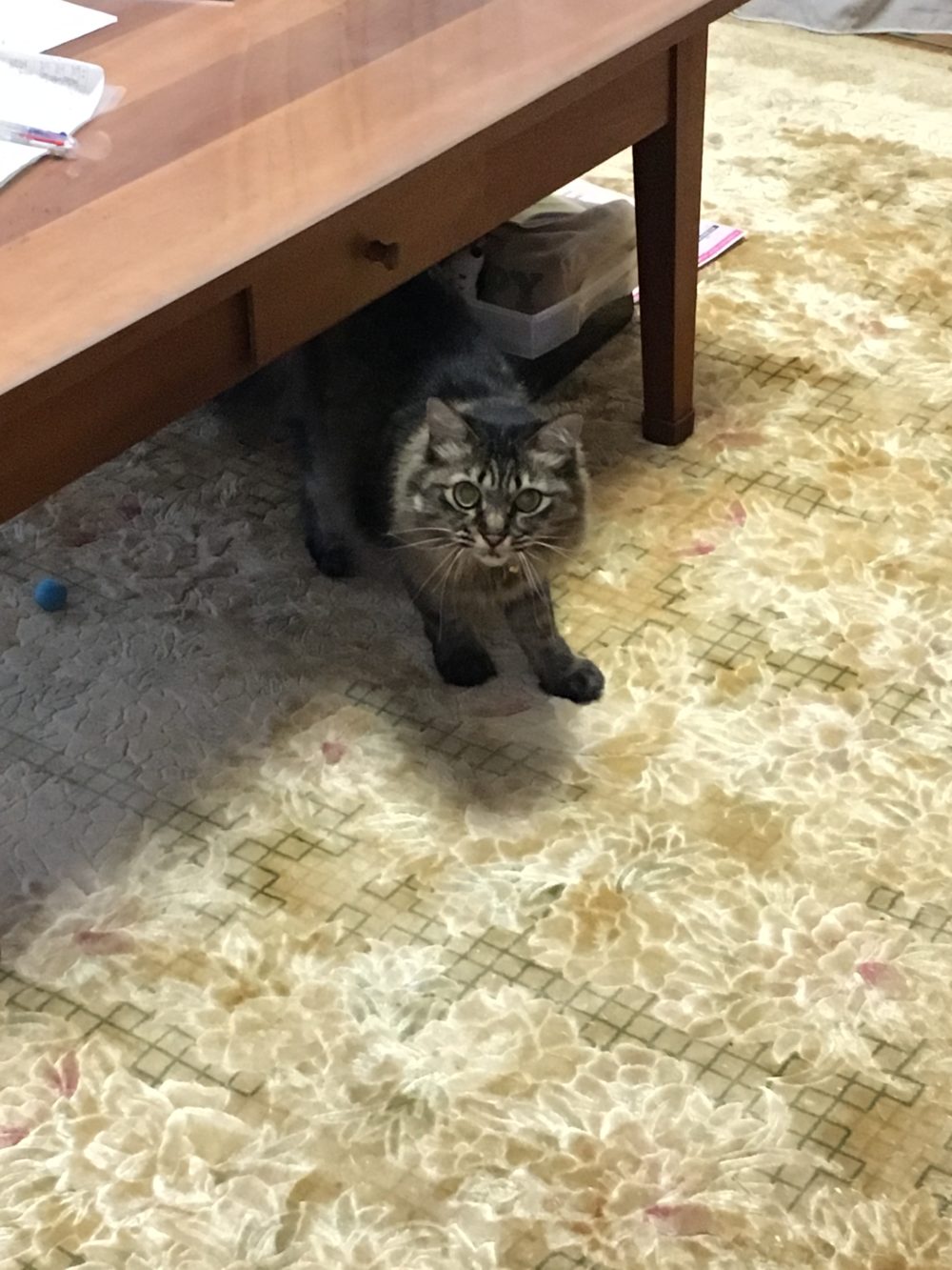 R1.8.12〜15藤枝市水守のパールちゃん