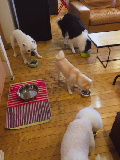 多頭ペットのお世話