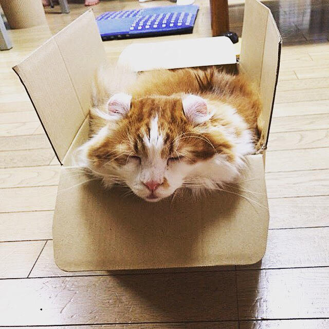 川口市　猫9匹！　初回訪問　ペットシッター