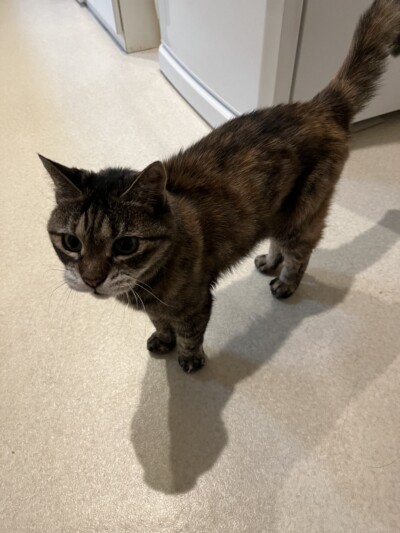 シニア猫ちゃんのお世話🐈‍⬛