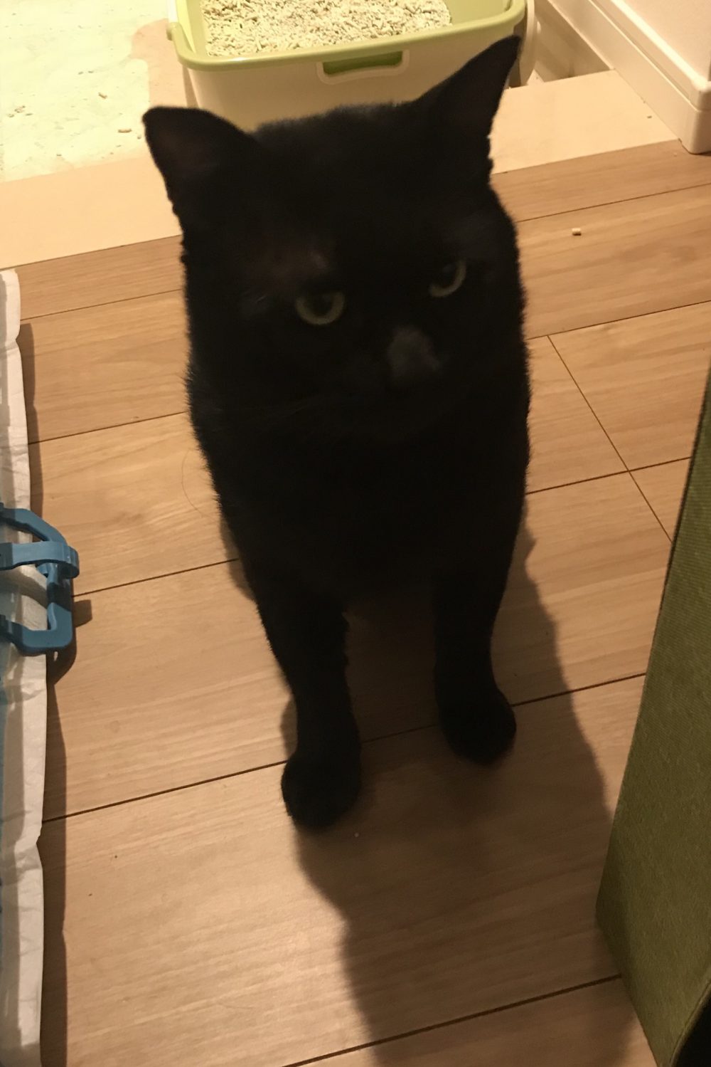 キャットシッター☆博多区 保護猫 シュトウ君①