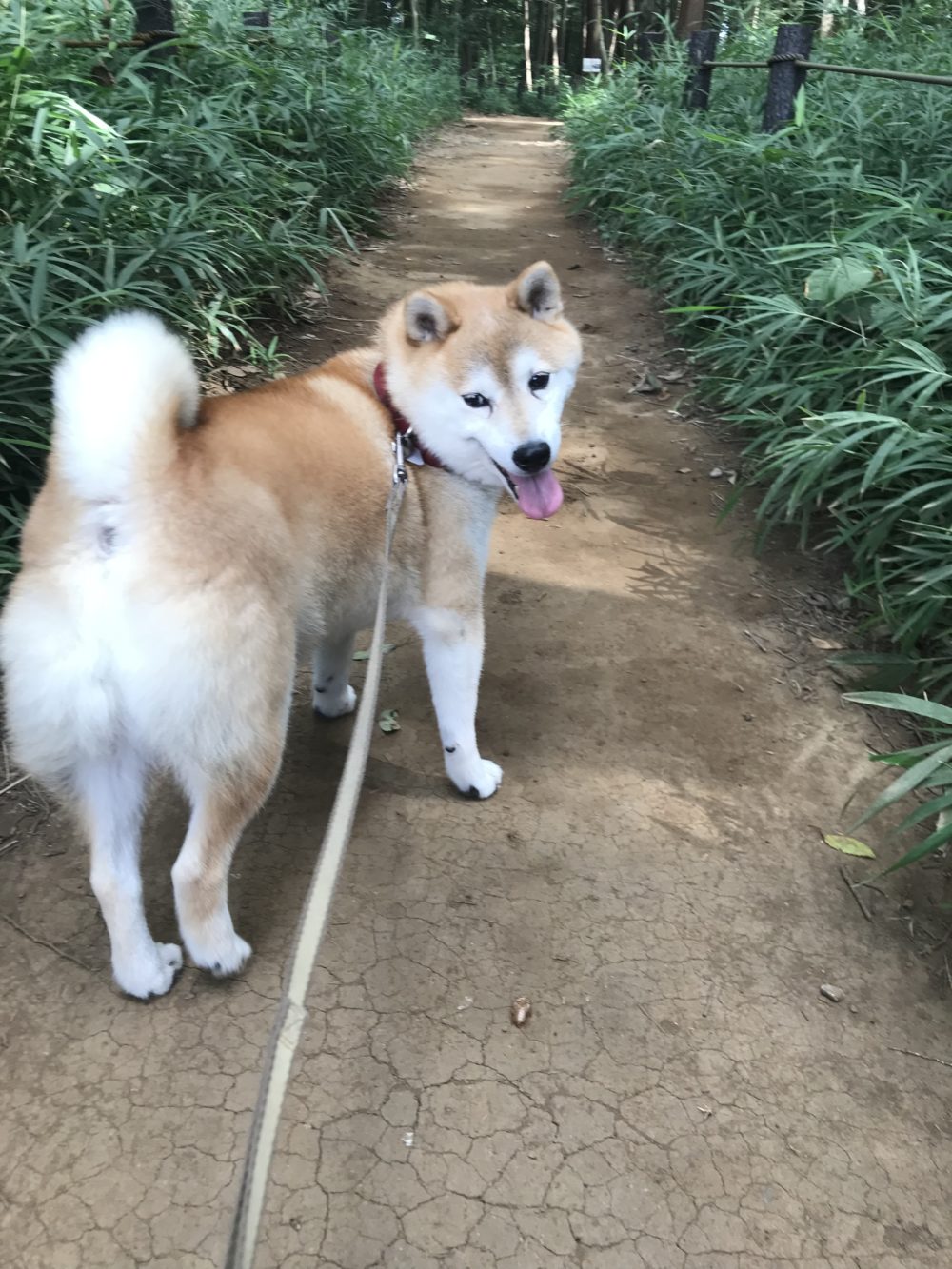 船橋市の芝犬シャオロン君のお散歩