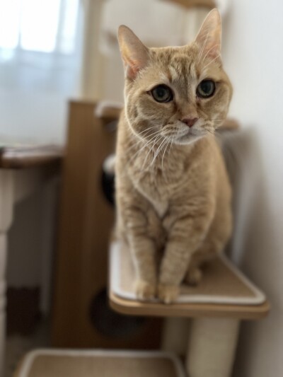 シニア猫さんのお世話🐈