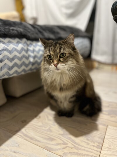 シニア猫ちゃんのお世話🐈‍⬛