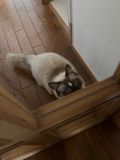 ラグドールちゃんのお世話