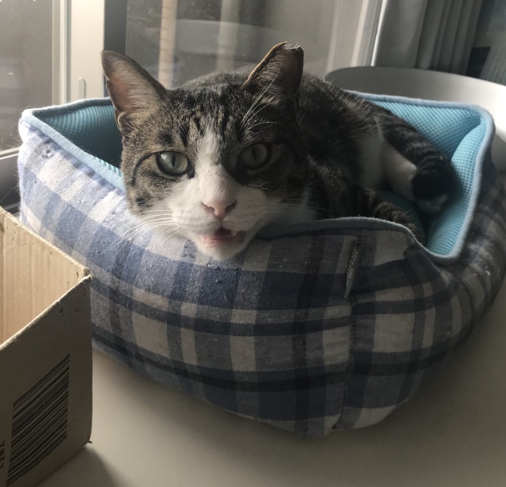 キャットシッター☆福岡市博多区 コロン君&ヤマト君④