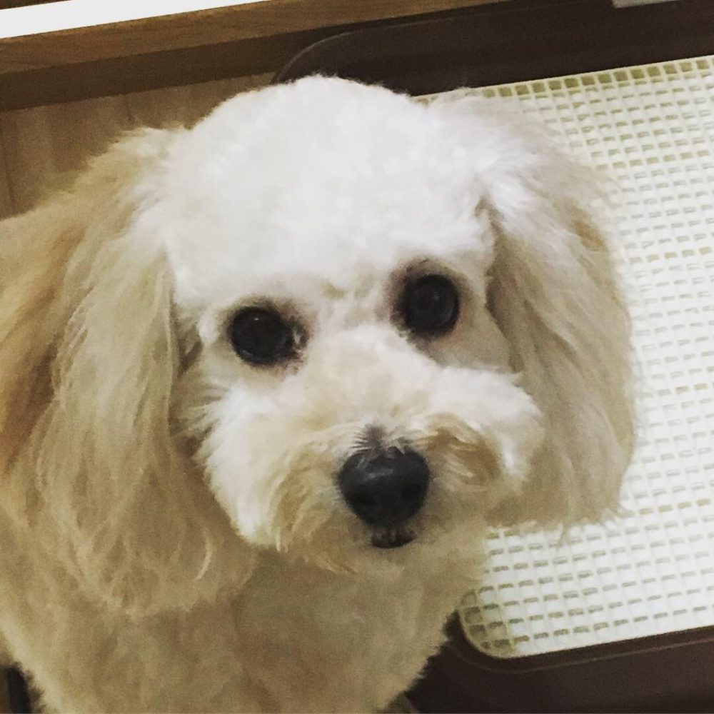 30.12.16・12.23藤枝市トイプードルメリちゃんムクくんのお世話