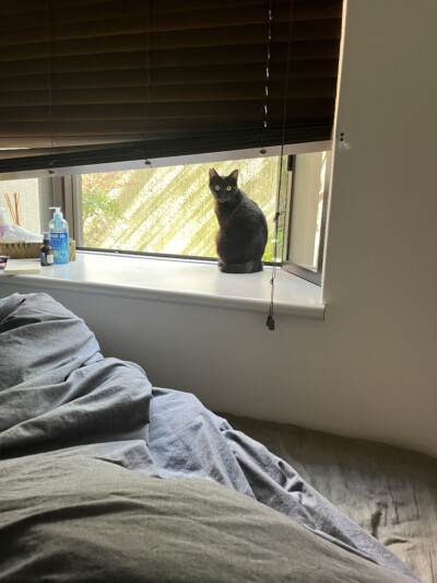 猫ちゃんのカウンセリング🐈‍⬛