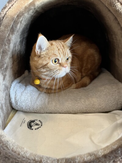 マンチカンちゃんのお世話🐈