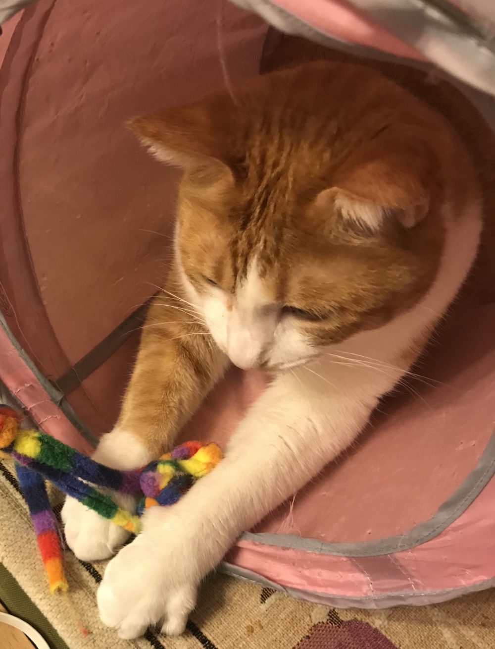 キャットシッター☆福岡市中央区 エンジェルちゃんとミラクル君⑤