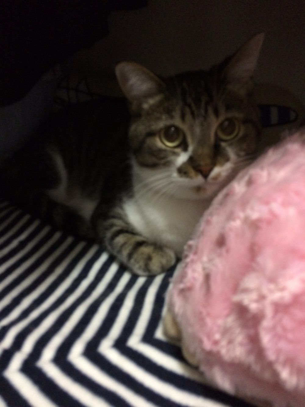 30.9.19島田市の猫ももちゃんすずちゃんのお世話1日目