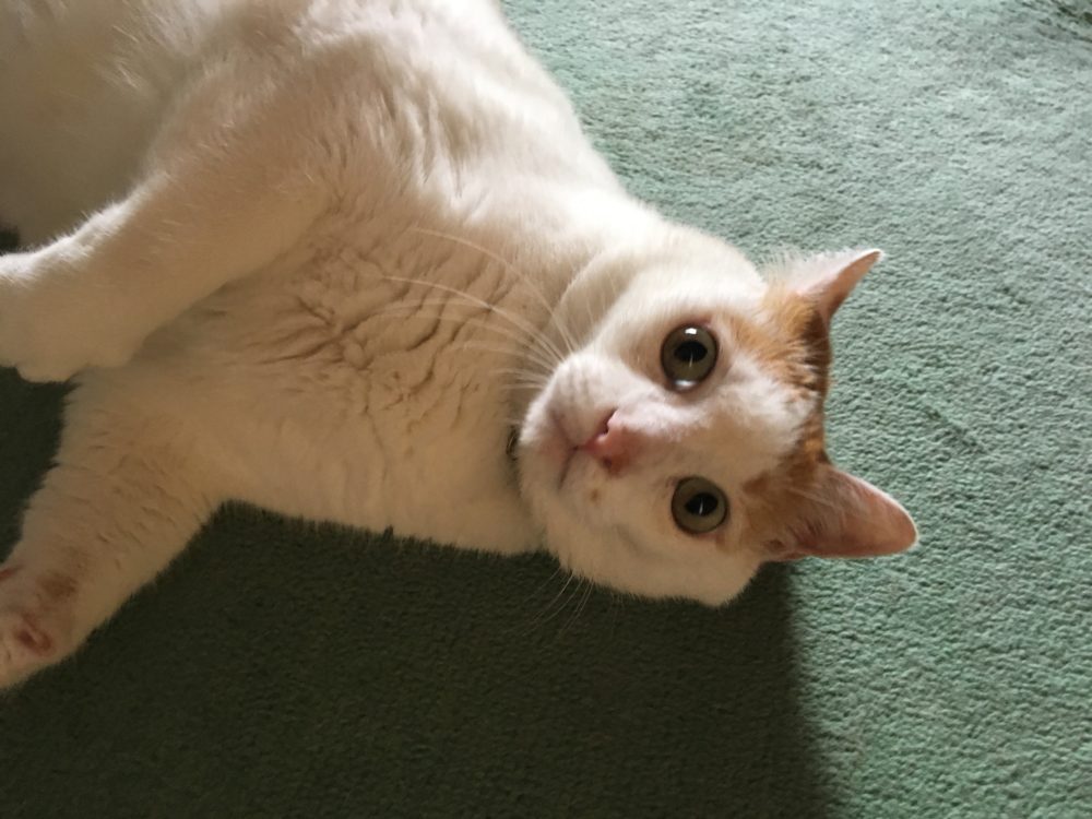 R1.7.30〜8.2藤枝市水守リズム猫 ミクくん