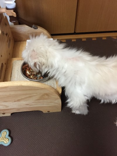 シニアワンちゃんのお世話🐾