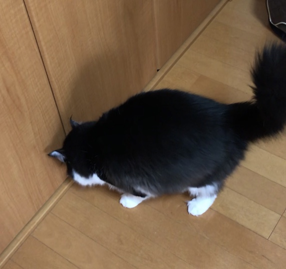 キャットシッター☆福岡市博多区 リン君⑤