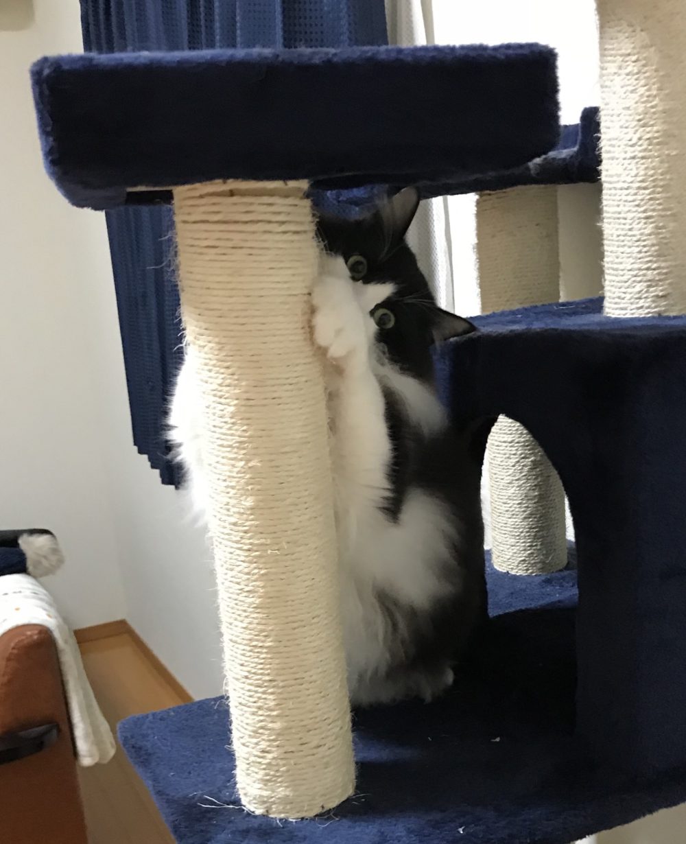 キャットシッター☆福岡市博多区 リン君②