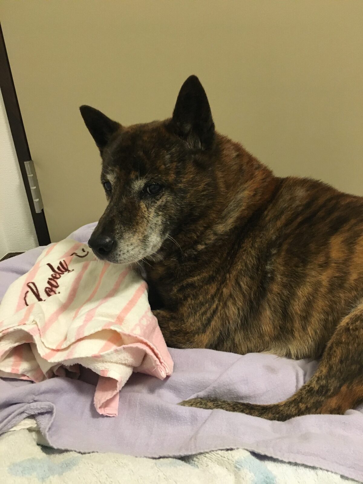 R3.1.1島田市甲斐犬牡丹(ぼたん)くん⑤