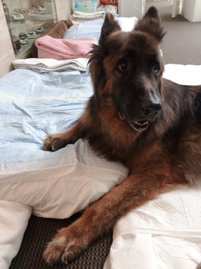 カウンセリング🐾