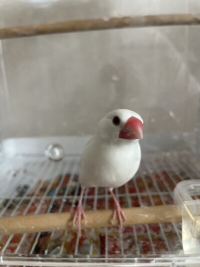 文鳥さんのお世話🕊