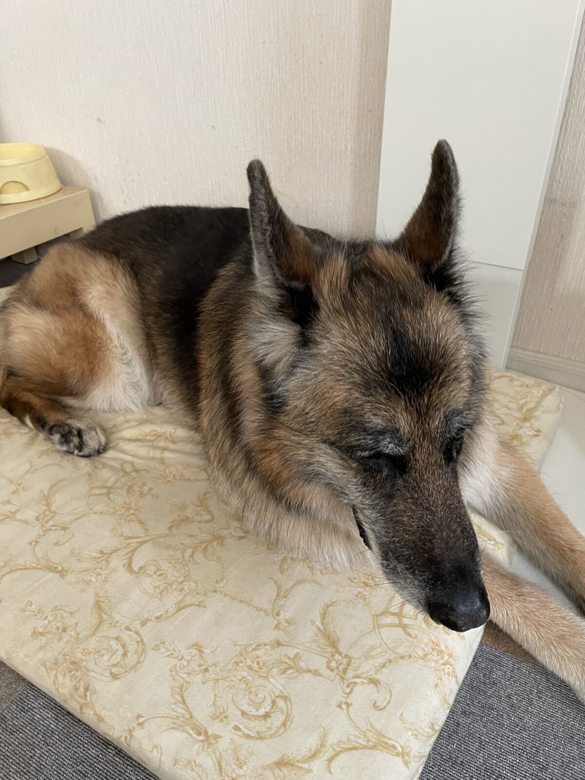 船橋市　たまちゃん、心ちゃんお世話報告