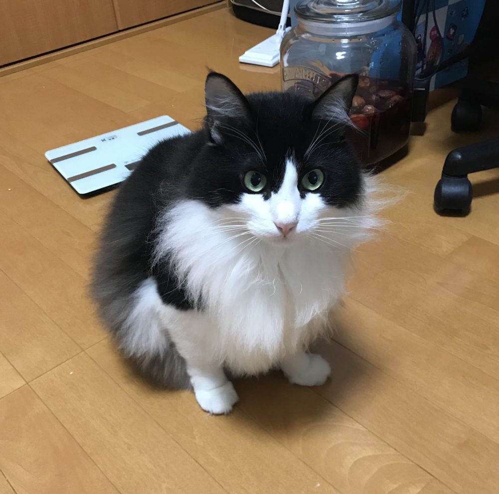 キャットシッター☆福岡市博多区 リン君④