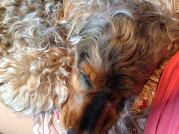 魔法のナイフ？？クリンクリンの巻き毛が・・・