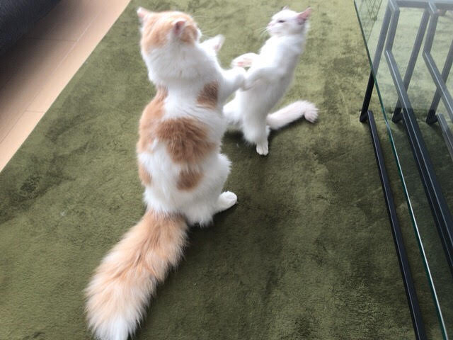 川口市　モコ君、ムク君　キャットシッター　お世話の様子