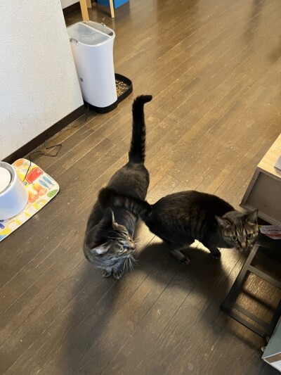 mix姉妹猫ちゃんのお世話🐈‍⬛