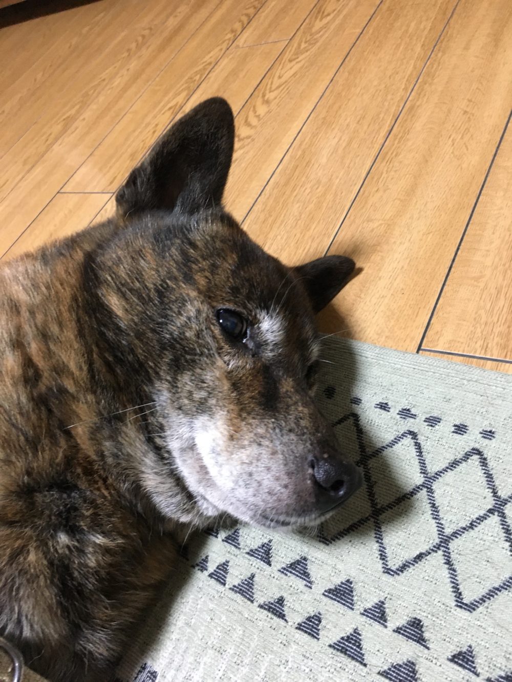 R1.11.30〜12.1藤枝市甲斐犬ぼたんくん