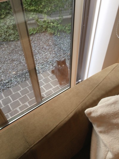 カウンセリング🐈