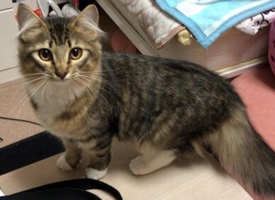 川口市　ベルちゃん　お世話の様子　ペットシッター