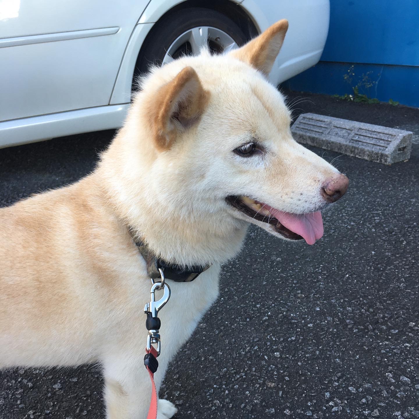 Ｒ2.8.12〜15藤枝市柴犬さくらちゃん①