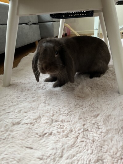 うさぎ🐰ちゃんのカウンセリング
