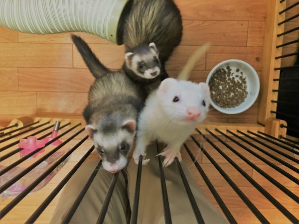 川口市　フェレット　初回訪問　ペットシッター