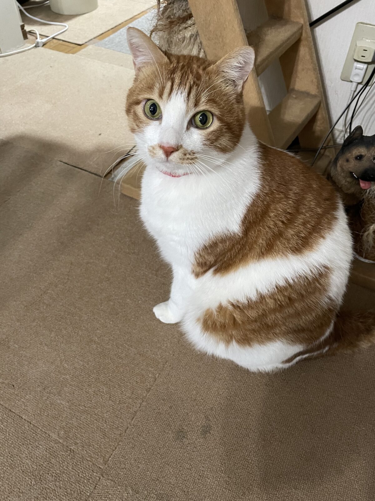 船橋市　デカプリオくんアリスちゃんお世話報告