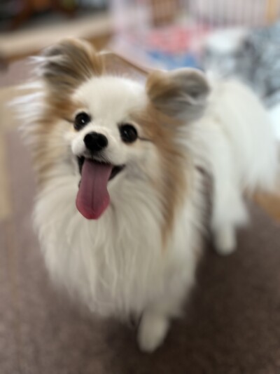 パピヨンのお散歩&お世話